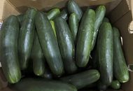 Untreated Water Tied to Salmonella Outbreak in Cucumbers That Sickened 450 People in US