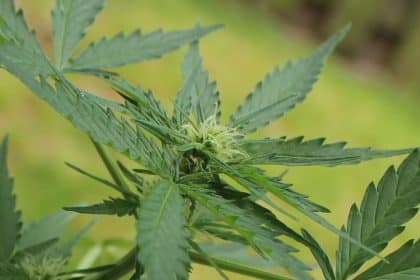 Justice Dept. Plans Reclassification of Cannabis to Less Dangerous Drug