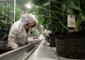FDA Issues Draft Guidance on Cannabis Research
