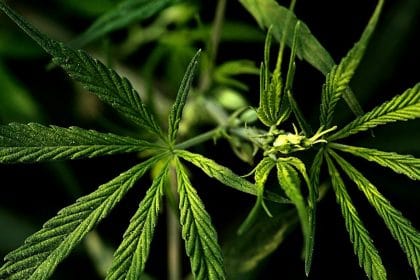 Shalala, Gaetz Seek to Reschedule Cannabis and Develop National Research Agenda