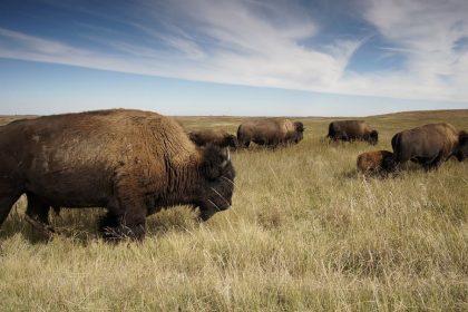 Montana Judge Rules Secretary of State Can’t Override Governor’s Veto of Bison Bill