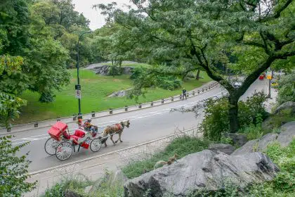 NY Mayor Bans Sale of Foie Gras, Limits Central Park Horse Carriage Operation