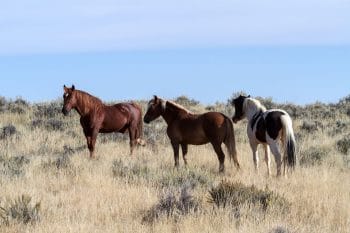 Bipartisan Group of Lawmakers Push To Block Wild Mustang Capture