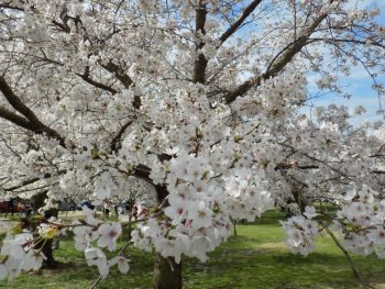 Cherry Blossom Peak Bloom Date Announced