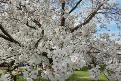 Cherry Blossom Peak Bloom Date Announced