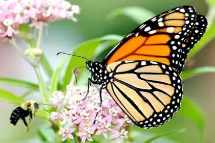 Historic Agreement Will Conserve Millions of Acres for Monarch Butterflies