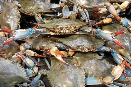 Environmentalists Say Chesapeake’s Blue Crab Population Healthy Despite Significant Drop
