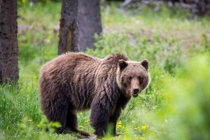 Interior Department to End Grizzly Bear Restoration in the North Cascades