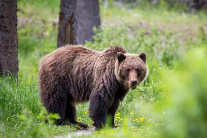 Interior Department to End Grizzly Bear Restoration in the North Cascades