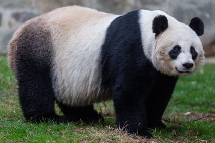 National Zoo Says Female Giant Panda May Be Expecting Another Cub
