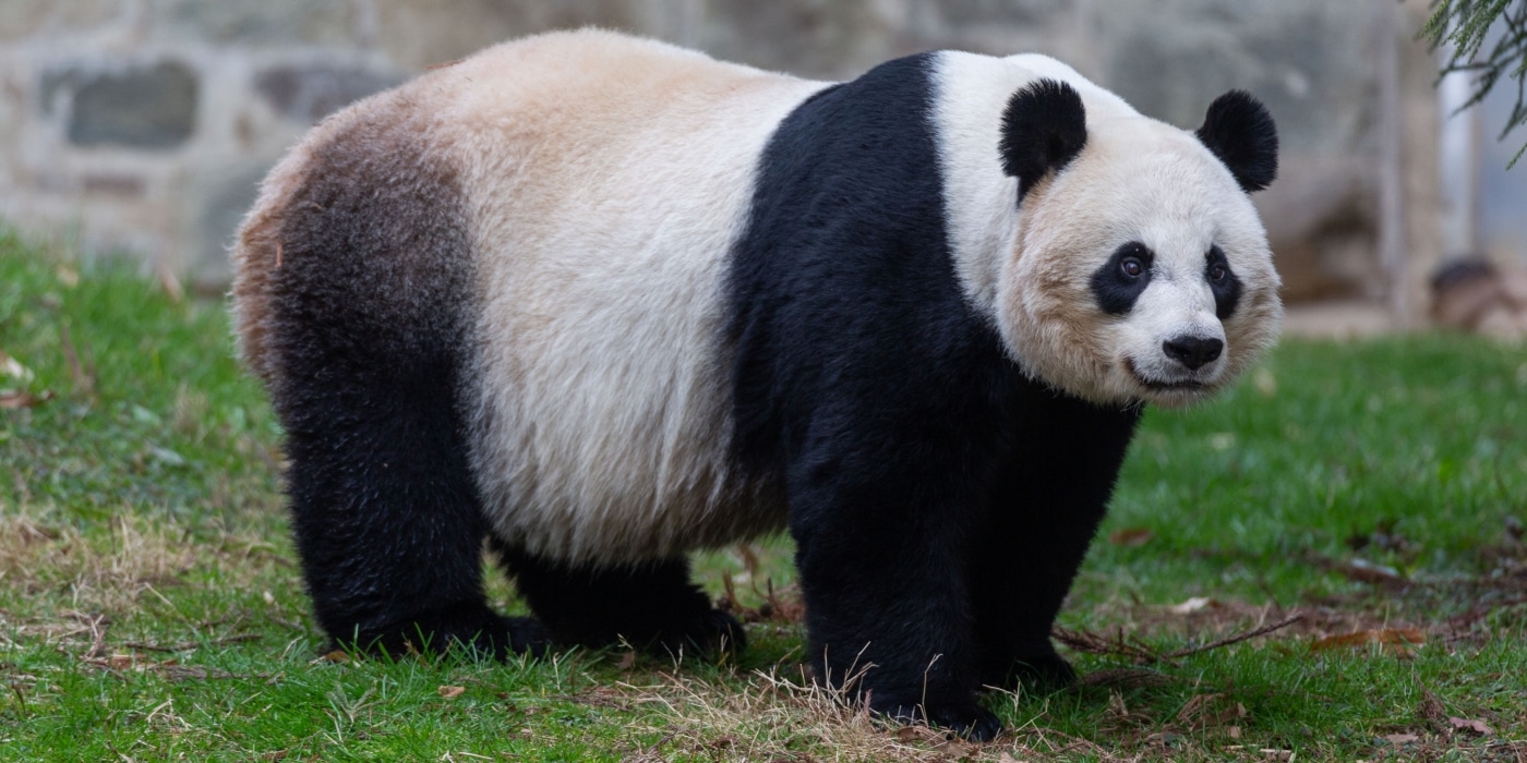 National Zoo Says Female Giant Panda May Be Expecting Another Cub