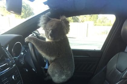 Koala Rescued After 5-Car Pileup on Australian Freeway