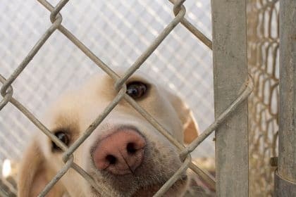Colorado Reignites Socially Conscious Animal Sheltering Debate