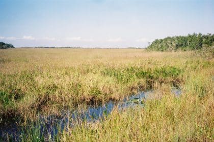 House Delegation Seeks Infrastructure Funds for Everglades Restoration