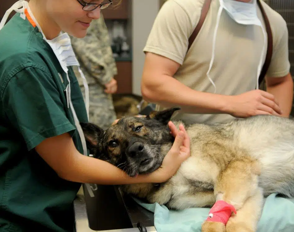 Dog Cancer Treatment Gets Green Light from FDA