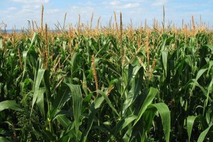 Corn Growers, Others Seek Rehearing on Fuel Blend Standard