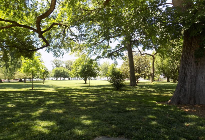 DC Would Need to Plant 626K+ Trees Annually to Be Carbon Neutral