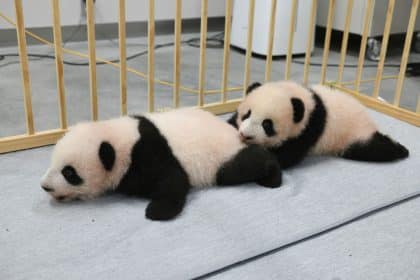 Panda Cubs at Tokyo Zoo Get Their Names