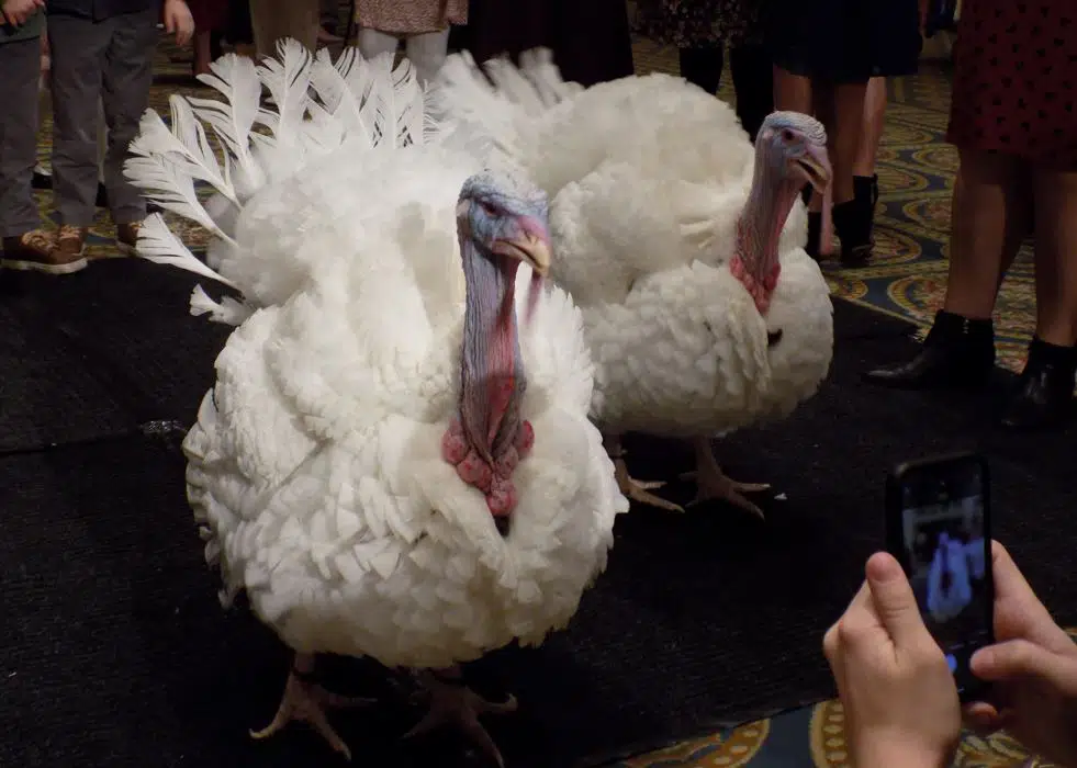 Turkeys to Take Posh Turn Ahead of White House Pardon