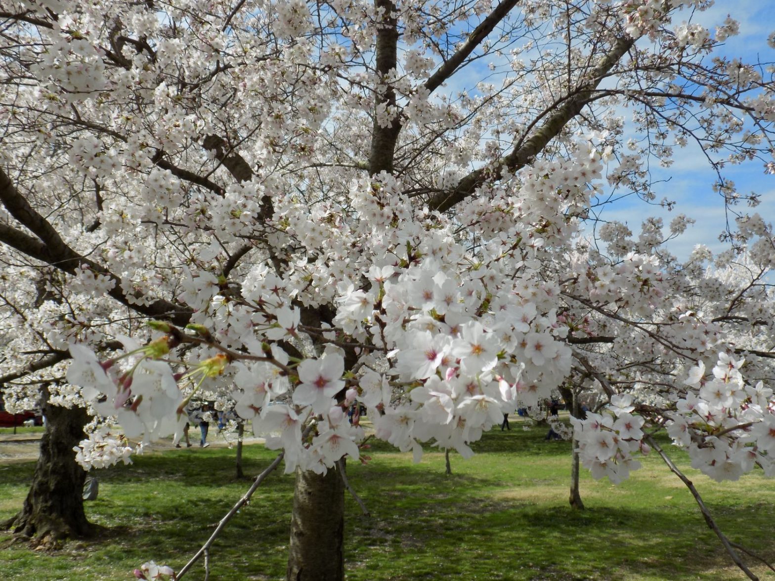 National Cherry Blossom Festival 2022 returns to in-person events