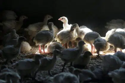 <strong></img>Avian Flu Reported in Poultry in Kansas and Illinois</strong>