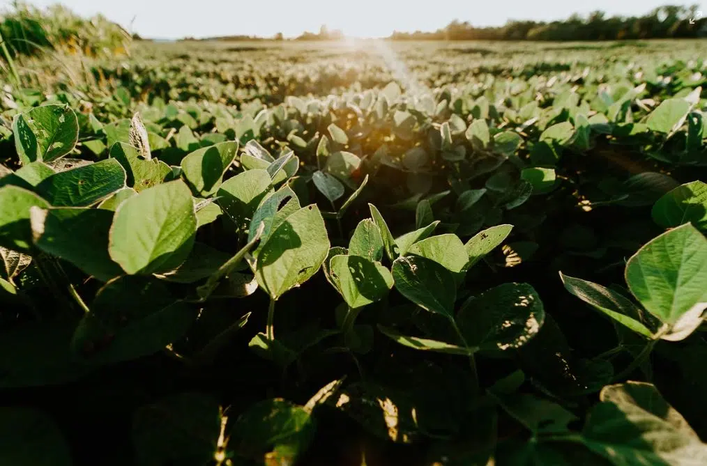 USDA Seeks to Reduce Risks to ‘Double Cropping’ Farmers