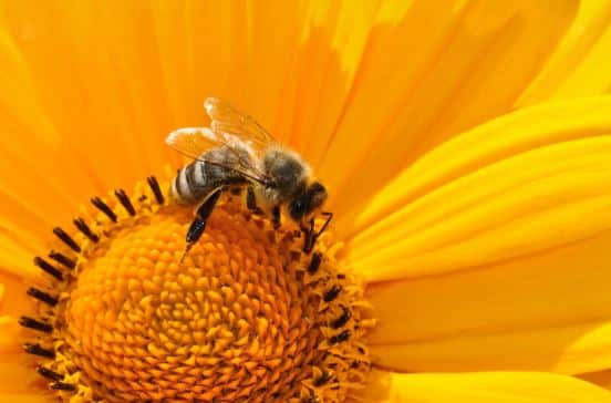 Fun Facts about Honey Bees — Seattle's Favorite Garden Store Since